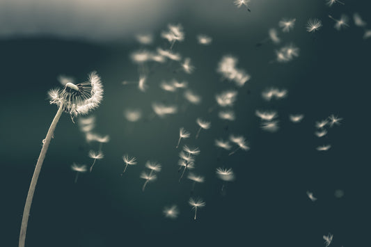 8 Amazing Health Benefits of Dandelion