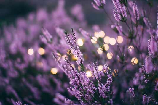 How Lavender Boosts Your Well-Being?