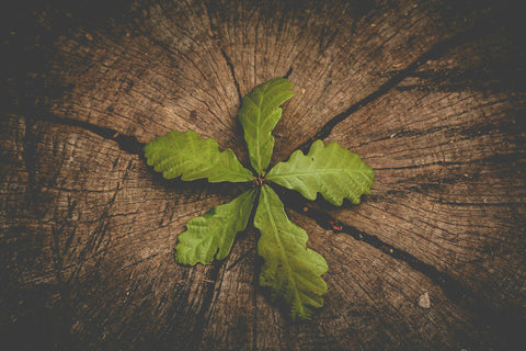 Anti-Aging Foods That Boost Skin Health and Shine