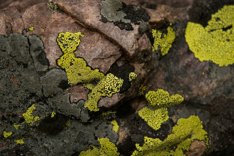 Why We Use Vitashine®: The Science Behind Vegan Vitamin D3 from Lichen